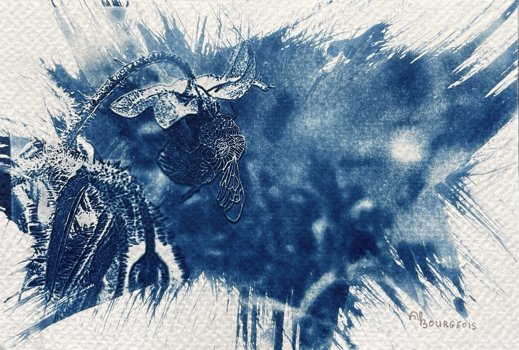 Cyano_BaladeC_Abeille1