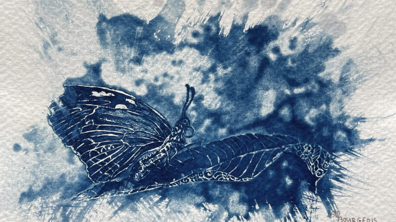 Cyano_BaladeC_Papillon1