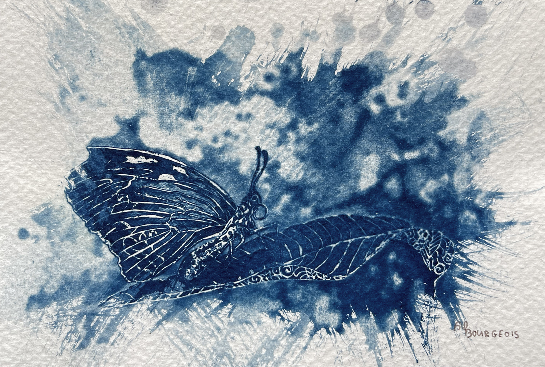 Cyano_BaladeC_Papillon1